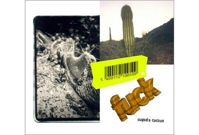 Cupid s cactus