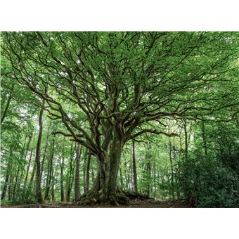 Les Arbres les plus remarquables de France