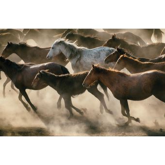 Les Chevaux