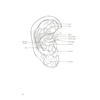 Le guide de l'auriculothérapie. La santé par l'oreille