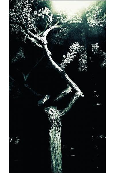 Graines d'imagination