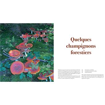 Au coeur des forets de franche-comte