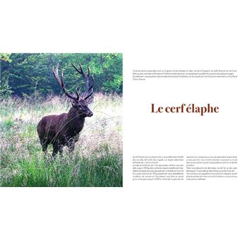 Au coeur des forets de franche-comte