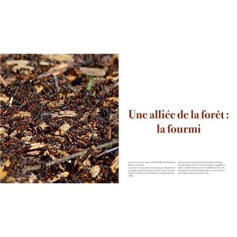Au coeur des forets de franche-comte