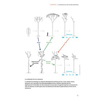 La taille des arbres d'ornement
