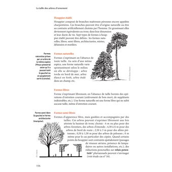 La taille des arbres d'ornement
