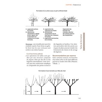 La taille des arbres d'ornement
