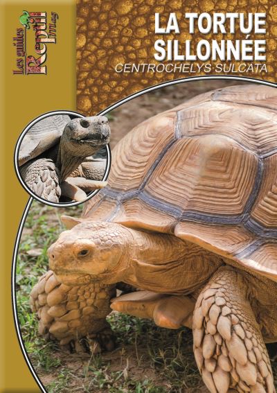 La tortue sillonnee centrochelys sulcata