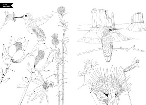 Les Oiseaux Du Monde à Colorier