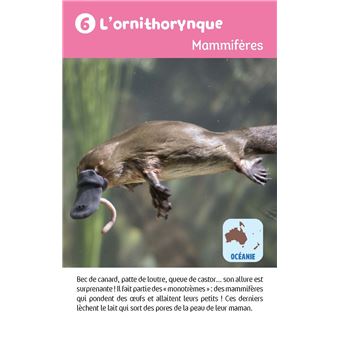 Récré en boîte - Le jeu des animaux étonnants