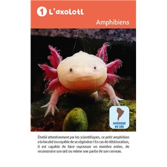 Récré en boîte - Le jeu des animaux étonnants