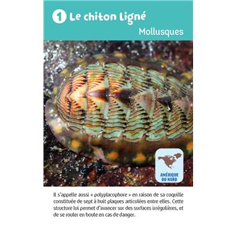 Récré en boîte - Le jeu des animaux étonnants