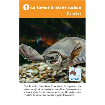 Récré en boîte - Le jeu des animaux étonnants