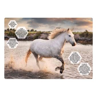 Agendas scolaires : Love Cheval