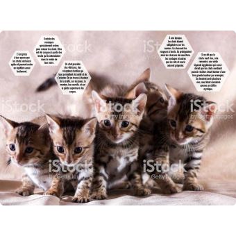 Agendas scolaires : Love Chat