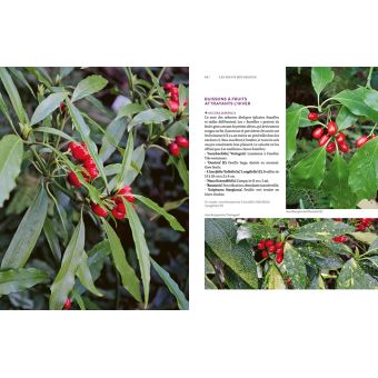 Toutes les plantes belles en hiver