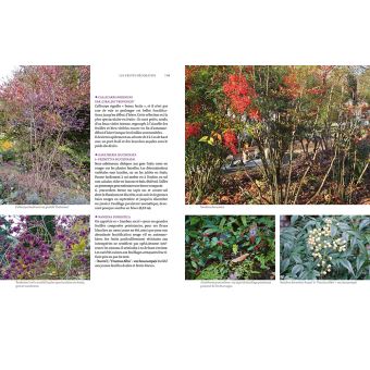 Toutes les plantes belles en hiver