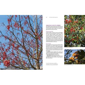 Toutes les plantes belles en hiver