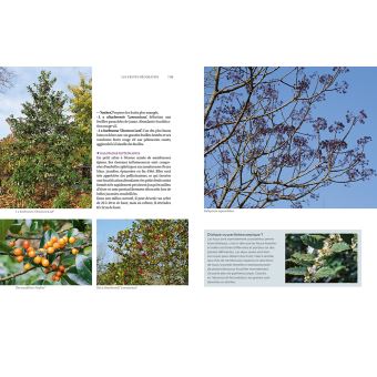 Toutes les plantes belles en hiver