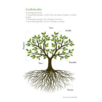 Découvrir les arbres