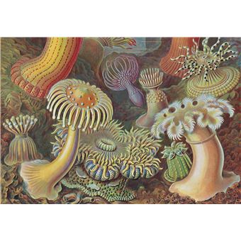 L’art et la science de Ernst Haeckel. 40th Ed.