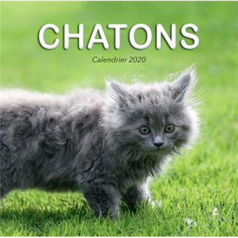 Calendrier Chatons 2020 - broché - Collectif - Achat Livre | fnac