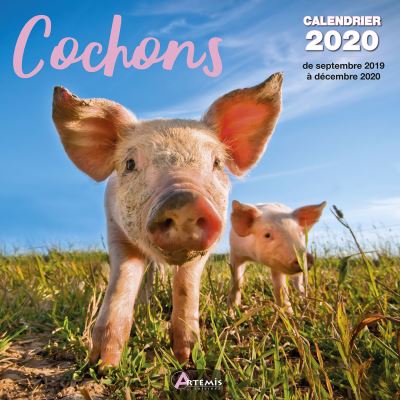 Calendrier Cochons (2020)