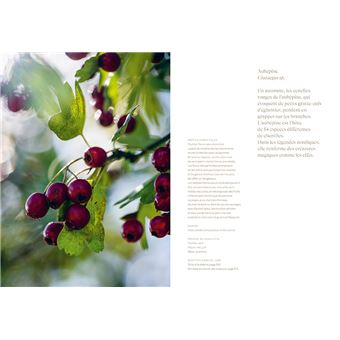 Chips de dahlias & Muffins aux coquelicots - Recettes de cueillette dans les prés, les forêts et les