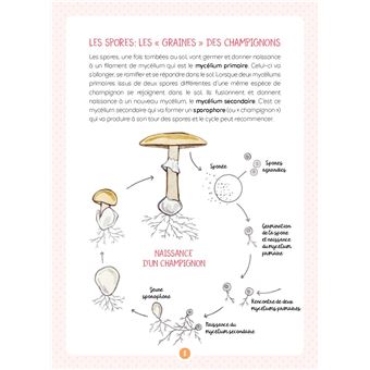 Les champignons