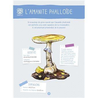 Les champignons