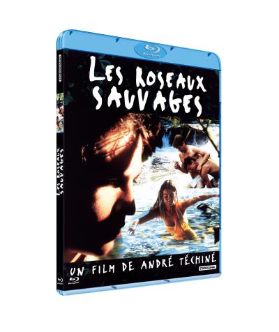 Roseaux sauvages