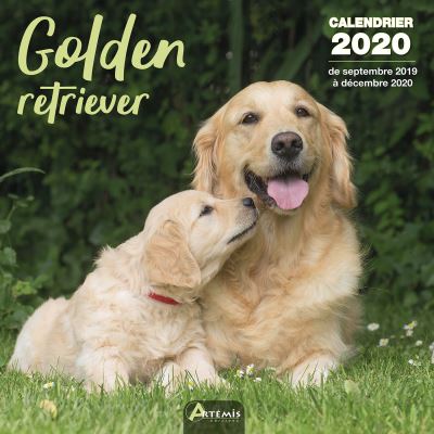 Calendrier Golden retriever (2020)