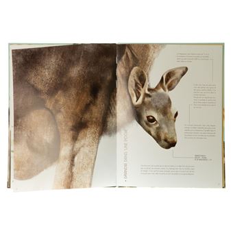 Bébés animaux grandeur nature