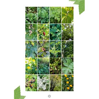 20 plantes multi-usages pour devenir autonome. Se nourrir, se soigner, se chauffer, fabriquer