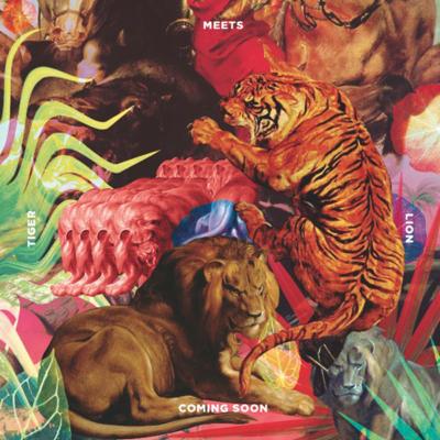 Tiger meets lion