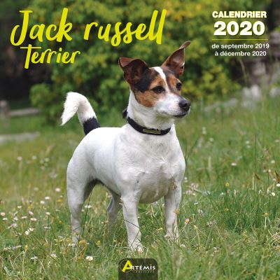 Jack russell terrier calendrier 2020