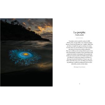 Le Monde étrange et fascinant des Méduses