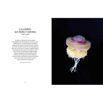 Le Monde étrange et fascinant des Méduses