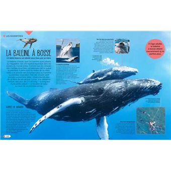 La vie sauvage des bébés animaux