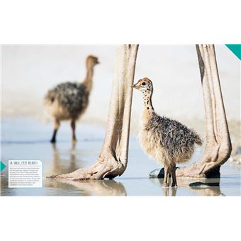 La vie sauvage des bébés animaux