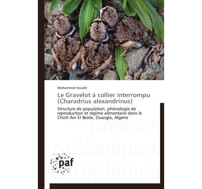 Le gravelot à collier interrompu   (charadrius alexandrinus)