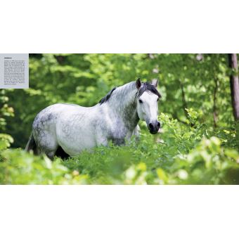 CHEVAUX - ŽHommage à la plus belle conquête de l'Homme