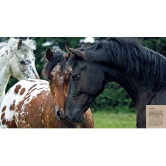 CHEVAUX - ŽHommage à la plus belle conquête de l'Homme