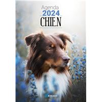 1 Pièce Nouveau Calendrier De Chien 2024, Calendrier De Blague Créatif Et  Drôle De Chien De