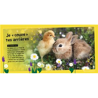 Lapins coquins