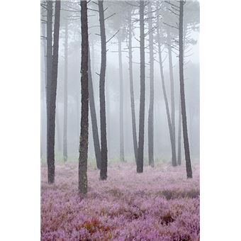 Sous les pins, la lumière