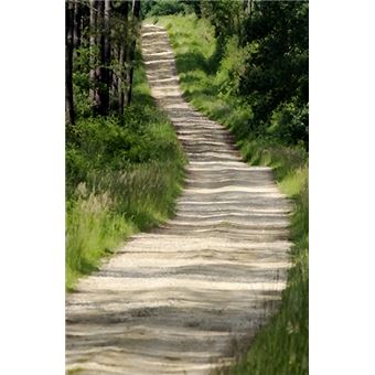 Sous les pins, la lumière