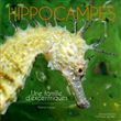 Hippocampes - une famille d'excentriques