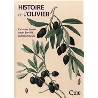 Histoire de l'olivier