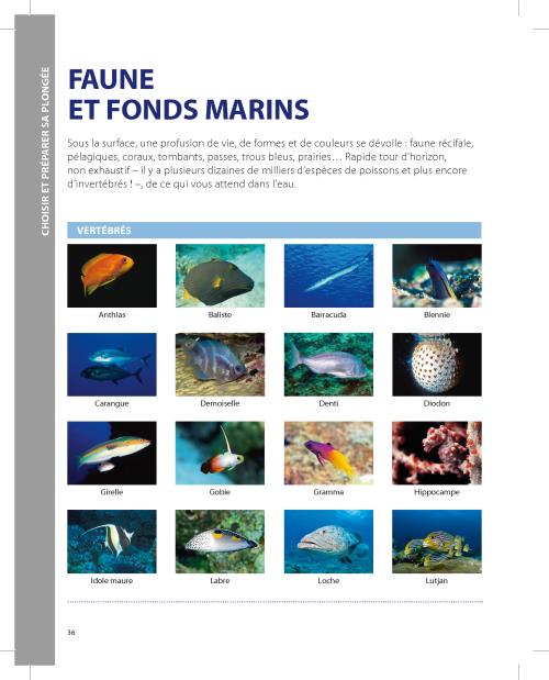 Un Guide Des Meilleurs Sites De Plongée Sous-marine Du Mexique : Une